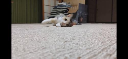 カーペットを這うハチワレ猫