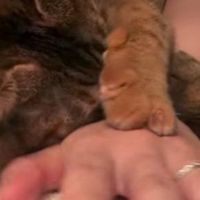 2日ぶりに飼い主と再会した猫→甘えん坊ぶりが爆発して…尊すぎる光景が20万再生「相当愛されてるねw」「なんて可愛いんだ」