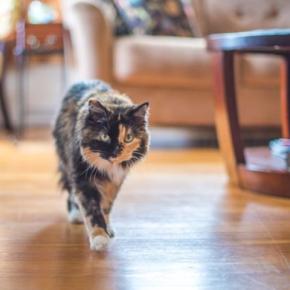 猫に『おいで』を覚えてもらうコツ3選 教えておきたい理由や使えるシーンもご紹介
