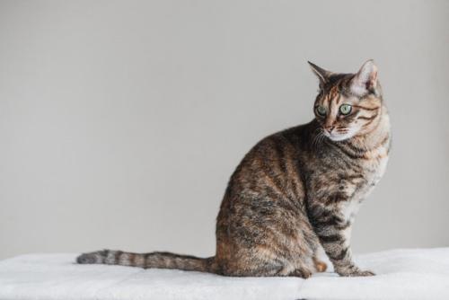 振り返る猫