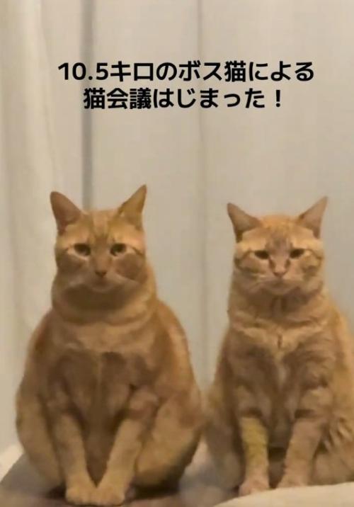 正座みたいな座り方をする猫