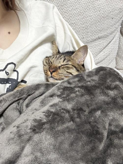 毛布に包まれながら、飼い主に体を預けて眠る猫