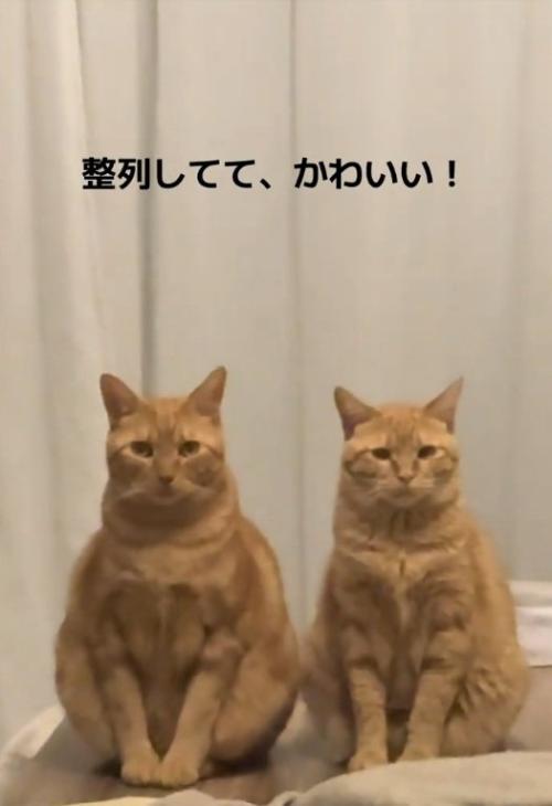 整列する猫