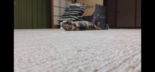 カーペットに寝転がるハチワレ猫