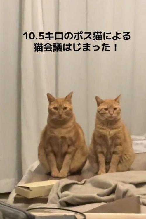 お座りする2匹の猫