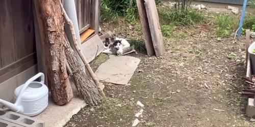 じっとしている母子猫