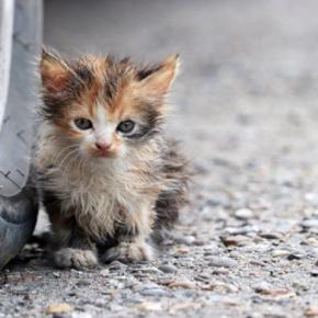 猫を『外に出す』のは控えるべき理由5つ　危険なトラブルの可能性や出たがる場合の予防策