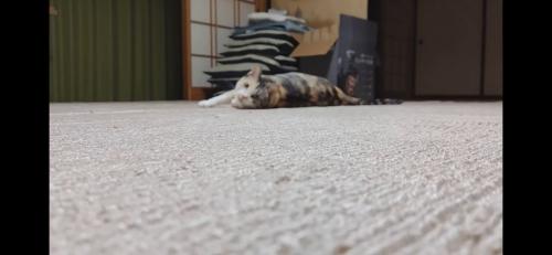 カーペットに寝転がるハチワレ猫