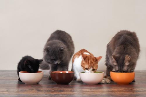 並んで餌を食べる猫たち