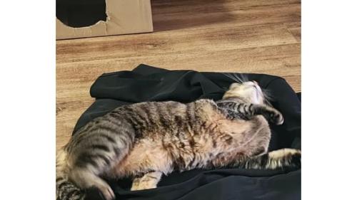 制服で寝転ぶ猫