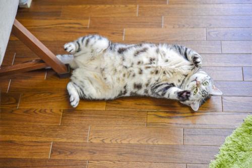 へそ天の猫