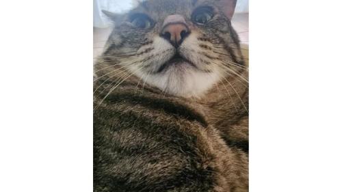 室内にいる猫