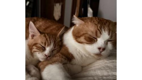 寝ている猫たち