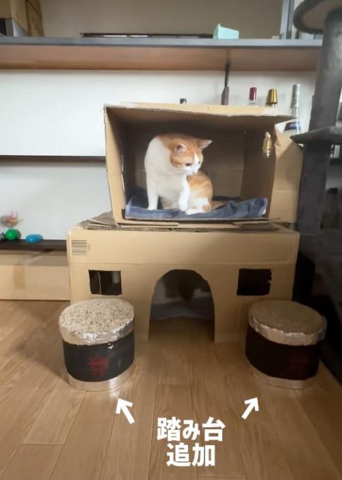 乗る猫