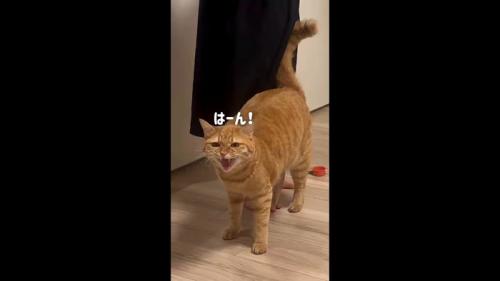はーん!