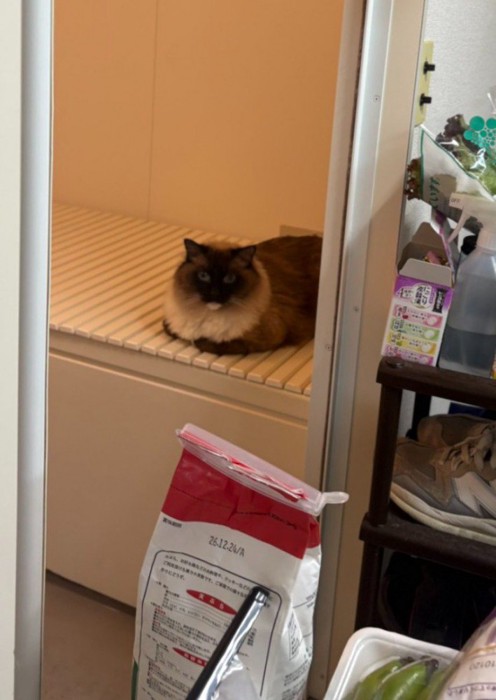 浴槽の蓋の上に座り込む猫