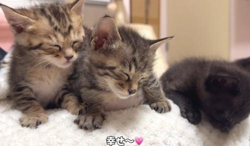 3匹の子猫が並んで眠っている