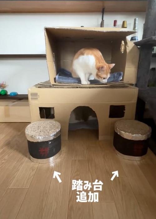 チェックする猫