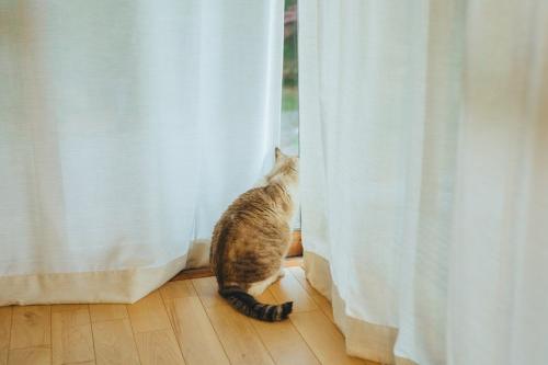 カーテンの隙間から外を見る猫の後ろ姿