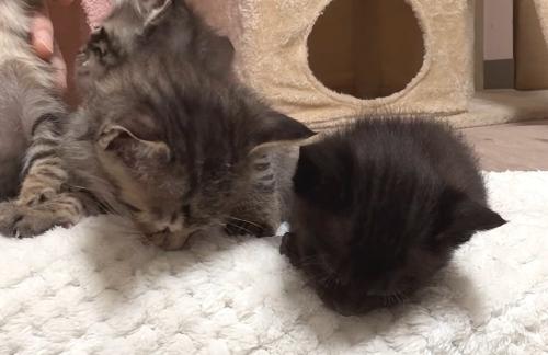 俯いて眠るキジトラと黒の子猫