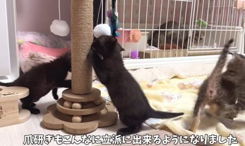 爪とぎをする子猫