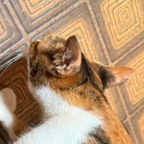 三毛猫の肩のあたりをよーく見たら…「声出たww」まさかの光景に「すごい!よく見つけたね」「縁起が良いにゃ〜」と10万表示