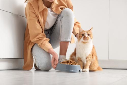 お座りをしてご飯をもらう猫