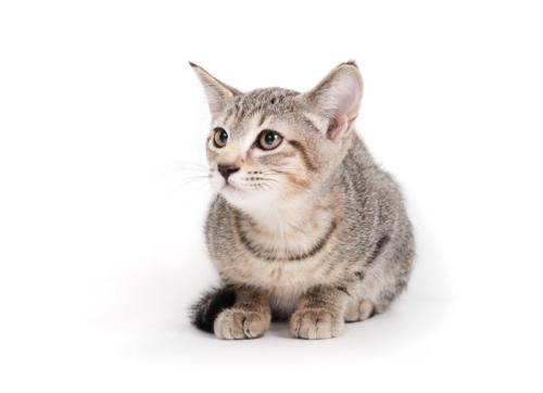 警戒する様子の子猫