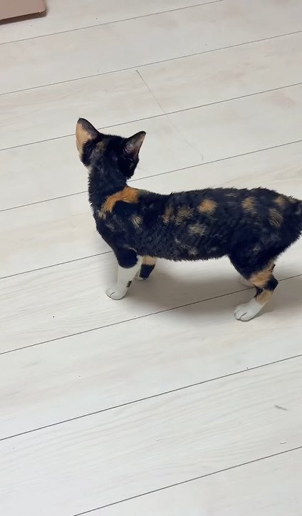 足を動かしながら前へ進む赤ちゃん猫たち