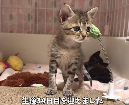 キジトラの子猫(生後34日目を迎えました)