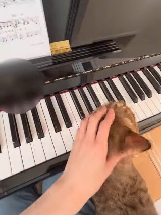 猫の頭をなでなでする手