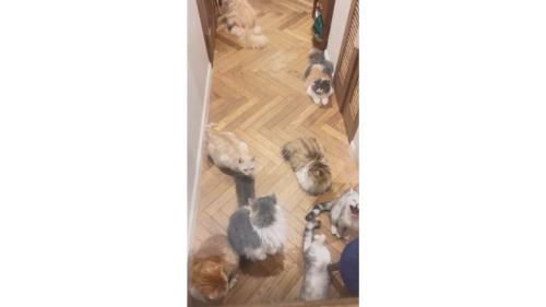 集まる猫たち