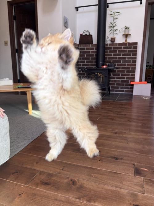 ジャンプして目を閉じている子猫