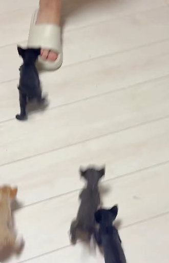 よちよちと歩く赤ちゃん猫