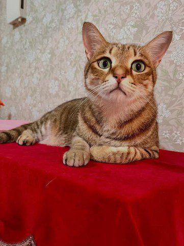 ピアノの上にいる猫