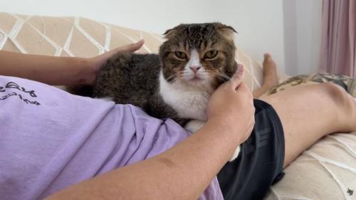 パパさんのお腹に乗る猫ちゃん