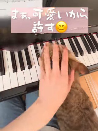 猫の頭をなでる手