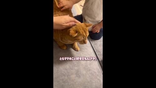 ドヤ
