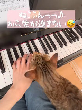 手に顔を近づける猫