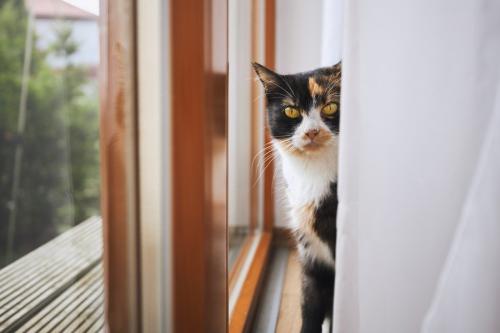 カーテンの裏からこちらを見る三毛猫