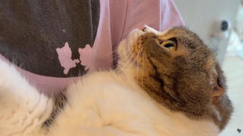 猫ちゃんの横顔