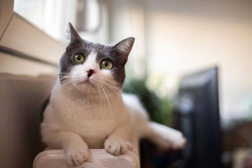 猫の顔のアップ