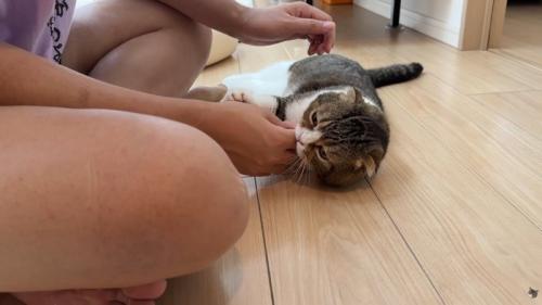 パパさんの手を噛む猫ちゃん
