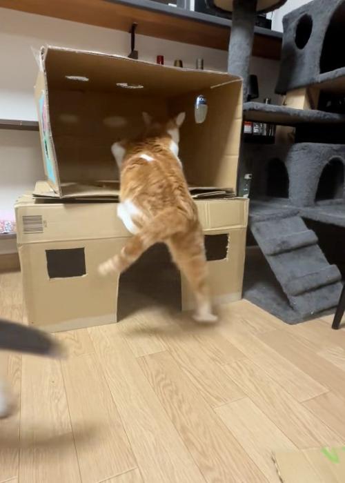 うまくいかない猫