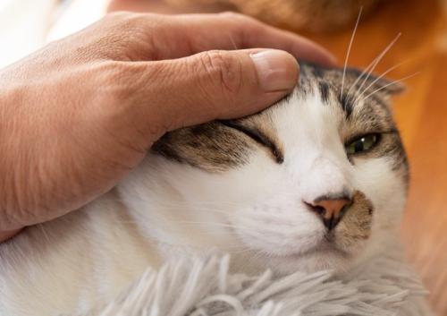 撫でられてイヤそうな顔を浮かべる猫
