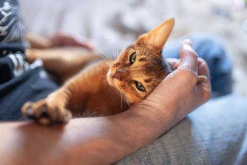 膝の上でリラックスしている猫