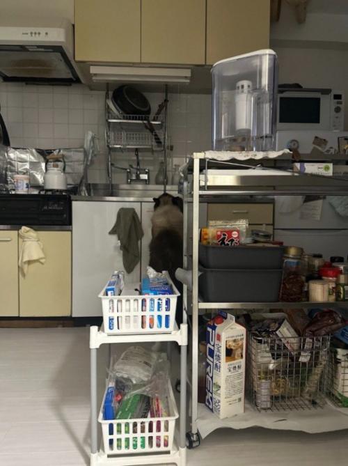 シンクの前で立ち上がっている猫