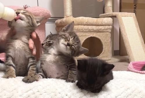 向かって左の子猫がミルクを飲んで他2匹は座りながら眠っている