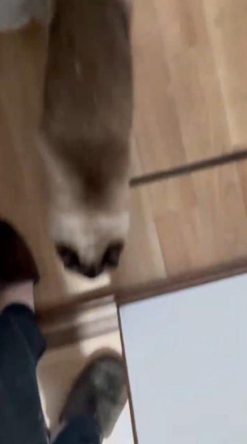 飼い主の足元をすり抜けてキッチンから出て行く猫