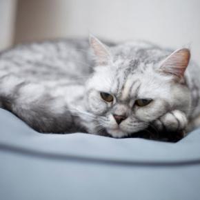 猫が『妬いている』ときにする仕草4選 見られがちな場面や接し方のコツ